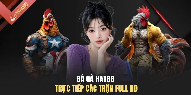 Đá gà HAY88 trực tiếp các trận full HD